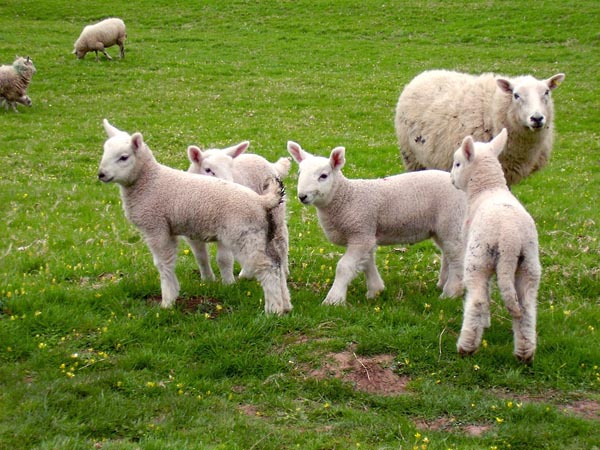 разведение овечек