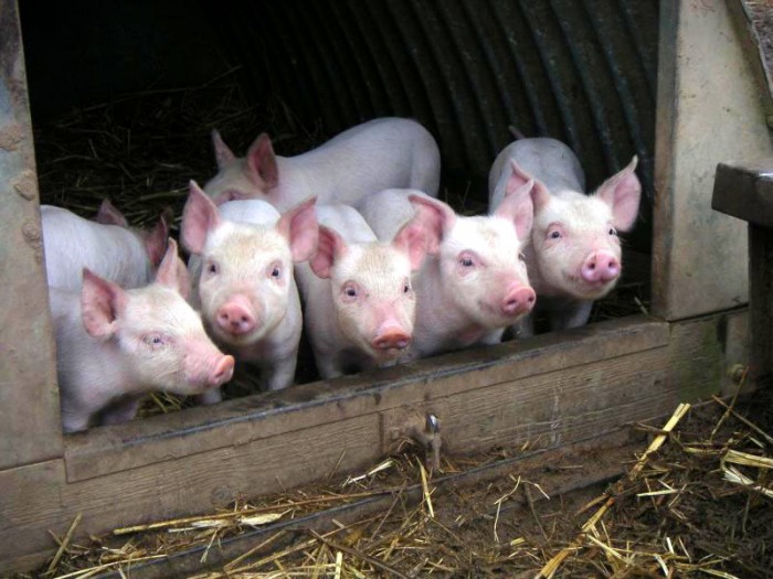 Бизнес план по выращиванию свиней на мясо