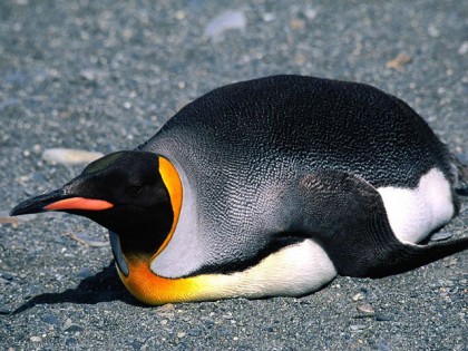 amazing-photographs-of-penguins-191