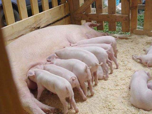 Бизнес план: Выращивание свиней